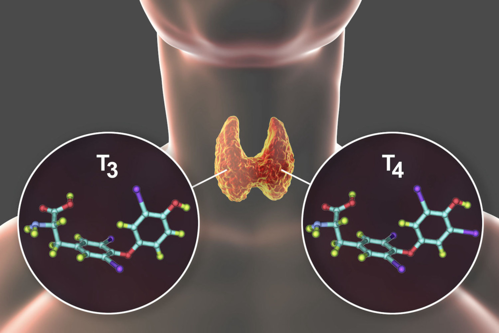 Molecules of thyroid hormones T3 and T4. Triiodothyronine and thyroxine, 3D illustration